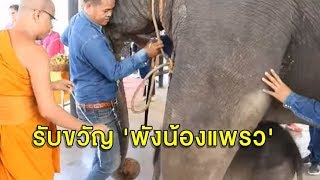 สวนนงนุชพัทยาทำพิธีรับขวัญลูกช้างพังแรกเกิด 'น้องแพรว'