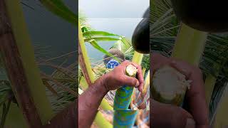 Coconut Toody || కొబ్బరి కల్లు గీత ఇంత కష్టమా   || టెంకాయ కల్లు గీత ఎలా వేస్తారు  #ytshorts #viral