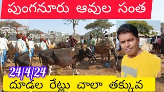 పుంగనూరు ఆవుల సంత ఈ వారం దూడల రేట్లు చాలా తక్కువ || @Maagrotechtelugu || #punganurcowmarket