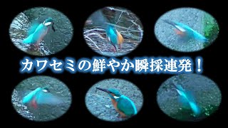 カワセミ鮮やか瞬採連発！