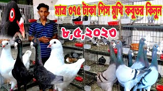 মাত্র 375 টাকা পিস কবুতর কিনুন || বিউটি কবুতরের দাম জানুন