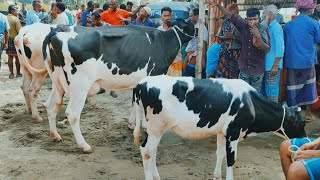 @আজ ২১ অক্টোবর ২৪ | ফ্রিজিয়ান গাভী গরুর দাম |  gavi gorur dam | রানীগঞ্জ হাট | দিনাজপুর