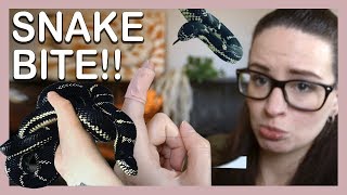 SNAKE BITE!? (What does it feel like? How to treat)