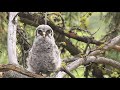 烏林鴞 great gray owl