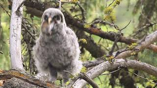 烏林鴞 Great gray Owl