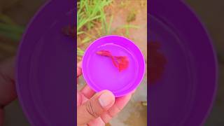 Hunting and finding red betta fish in the river #shorts #shortvideo #viralvideo