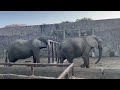 ただの垂れ流し【african elephant】 東武動物公園 アフリカゾウ 癒し हाथी