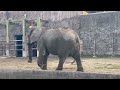 ただの垂れ流し【african elephant】 東武動物公園 アフリカゾウ 癒し हाथी