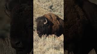 Watch How Wild Bison Survive The Harshest Winter Ever~4K Relaxation Video