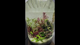 Aquarium Jar step by step (No CO2, No Filter)