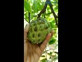 custard apple tree loaded with fresh fruits