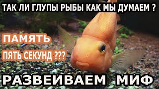 Так ли рыбы глупы как думают многие ? Развеиваем миф.