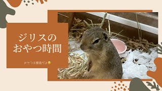 おやつは最強！ジリスのおやつタイム#リチャードソンジリス#小動物#shorts