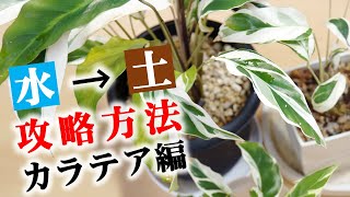 水耕栽培した観葉植物を用土に移行する方法【カラテアの育て方】