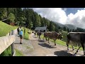 almabtrieb der wasserstubenalpe silbertal im montafon