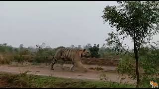 Ahobilam Tiger Attack