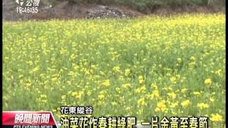 20131227 公視晚間新聞 花東縱谷油菜花海 一片金黃至春節