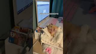 别看鼠鼠可爱｜它的大板牙是嘎嘎的锋利｜躺平的鼠鼠｜#cutepets #funnyhamster #hamsters #shorts #可爱 #仓鼠 #仓鼠日常 #仓鼠系列 #我家有熊熊