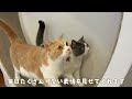 おしゃべりな甘えん坊猫の可愛さにメロメロになっちゃいます　791話