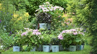 PLANT HAUL!!! Baby Shrubs vs. Mature Shrubs 🌸😍🌳 Northlawn Flower Farm