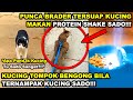 Kucing Tompok Bengong BILA TERNAMPAK KUCING SADO | Punca Brader Tersuap KUCING MAKAN PROTEIN SHAKE!!