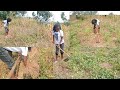 HARVESTING SWEET POTATOES 🍠🍠🍠 FROM THE FARM// AFRICAN VILLAGE LIFE