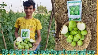 kalash seeds hybrid tinda KSP Chitra