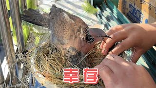 幸存的第十五窝野生斑鸠宝宝能活到起飞吗