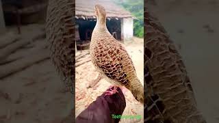 desi teetar ki boli village video 📸 #teeter #birds #animals #village #hunting #wildlife #desi