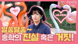 홍학에 대한 모든 것, 알려드릴게요 l  I'll tell you all about flamingos