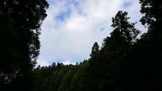 奈良　脳天大神　龍王院　金峯山寺　吉野　紅葉