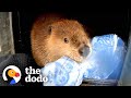 Baby Beaver Won't Let Go Of His Blankie | The Dodo Saving The Wild