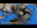 pug puppies day 0 to 1 month journey