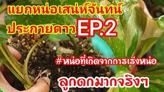 แยกหน่อเสน่ห์จันทน์ประกายดาวEp.2หน่อที่เกิดจากการเร่งหน่อแบบธรรมชาติ