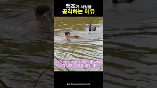 백조가 사람을 공격하는 이유 #shorts