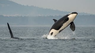 Saving the Orcas Special Report