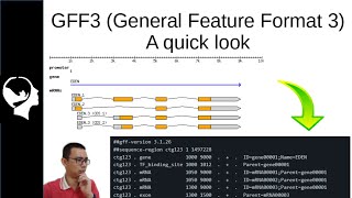 GFF3 File Format | Clearly Explained