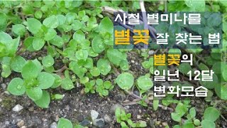 # 4철내내 별미나물: 별꽃 잘 찾는 법