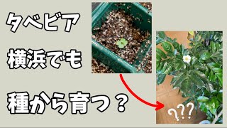 【検証】沖縄でもらってきたタベビアの種ははたして…