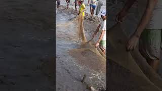 200kg മീൻ കിട്ടി... #shorts #viral #youtubeshorts #fishing #villagelife #lake #kerala