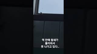 기차역 안에 참새가 들어왔다.(층고가 3m 정도 됨)