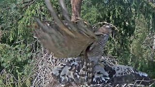 Melnais stārķis~ Goshawk attacked the oldest storklet! SLOMO speed 0,2~1:38 PM  2021/07/17