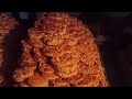 Bakery style Jam Biscuits|Original Biscuit Recipe Cookies Recipe By Chef ghufran