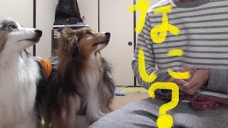 【可愛いシェルティ】犬の環境音対策。Cute Sheltie:Dog's environmental sound control.