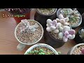 슬기로운 집콕생활🎵🤗 succulents 多肉植物