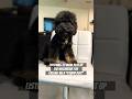 I think they are doing OK #poodle #puppy #pets #funnyvideos #shorts