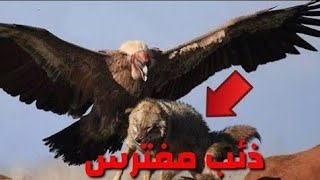 أقوي وأشجع طائر في العالم ؟