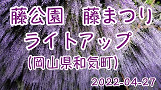 藤公園ライトアップ（岡山県和気町）2022-04-27