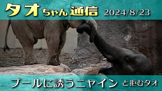 タオちゃん通信 2024/8/23 プールに誘うニャインと拒むタオ ラストにお知らせ有 #円山動物園 #アジアゾウ