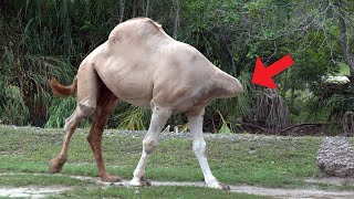 Allah Ki Qudrat | Head Less Camel Is Still Walking | Allah Ki Shan Allah Ka Mojza Allah Ki Nishani
